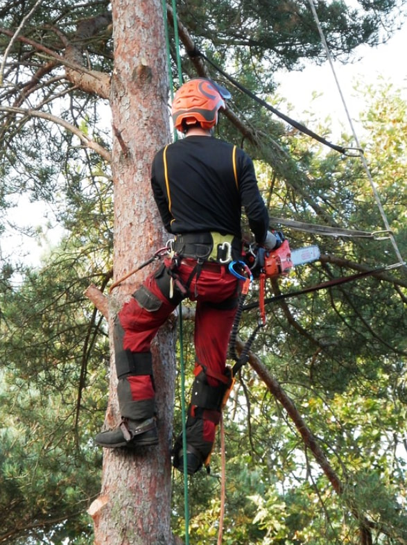 this is a picture of a Franciscan Village Tree expert from Folsom Tree Service