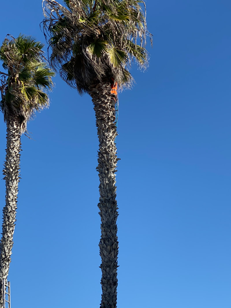 this is a picture folsom tree service care for palm trees