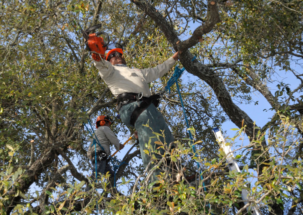 this is an image of folsom tree service performing tree lopping service in folsom california
