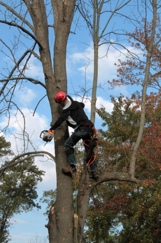 this is a picture of a tree expert from Folsom Tree Service at work