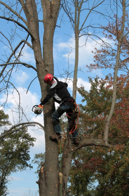 this is a picture of a Franciscan Village Tree expert from Folsom Tree Service
